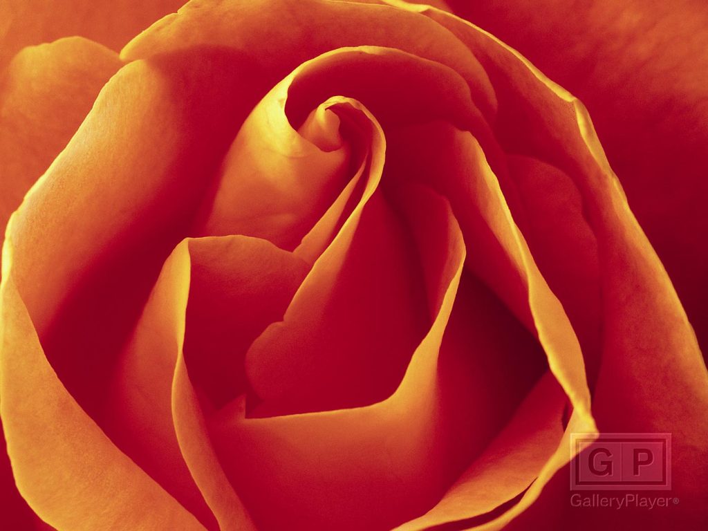 Flor